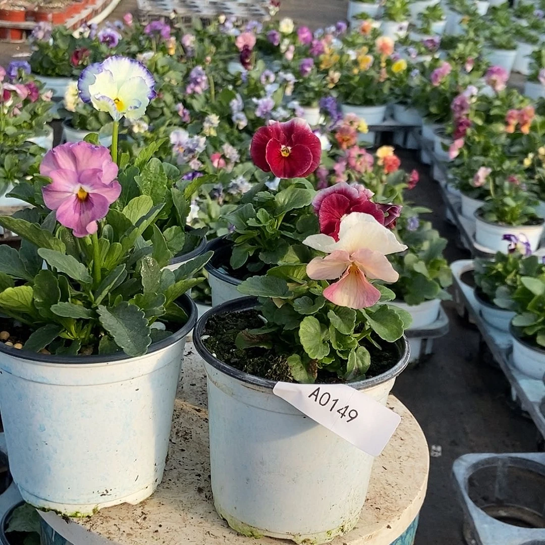 大部分花苞少量开放149