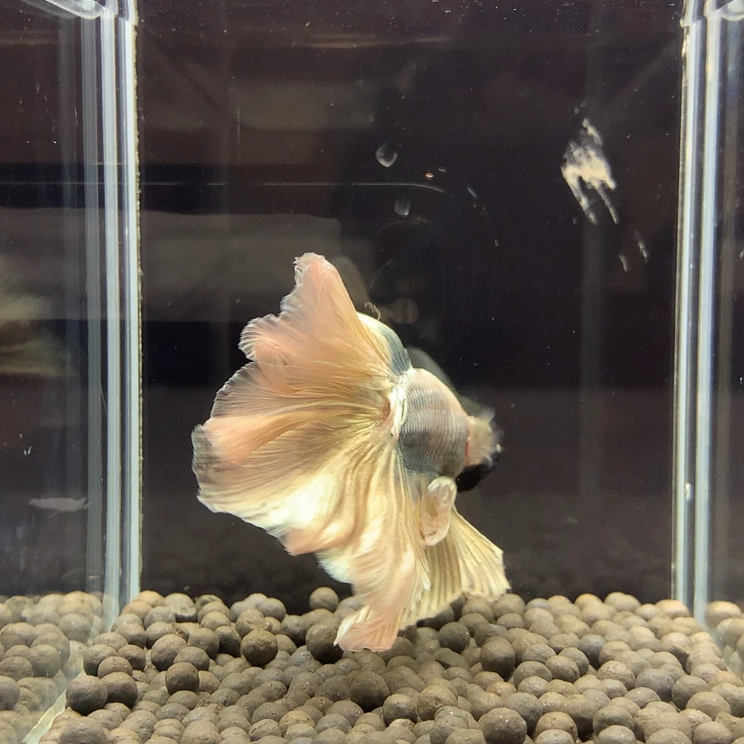 海水鱼七弟泰国斗鱼36