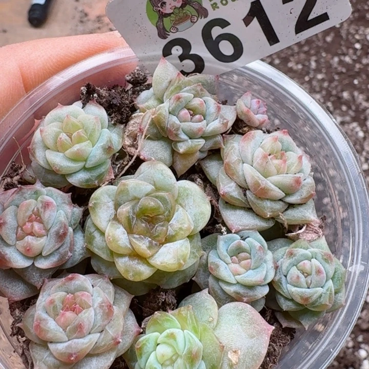 多肉植物多肉植物