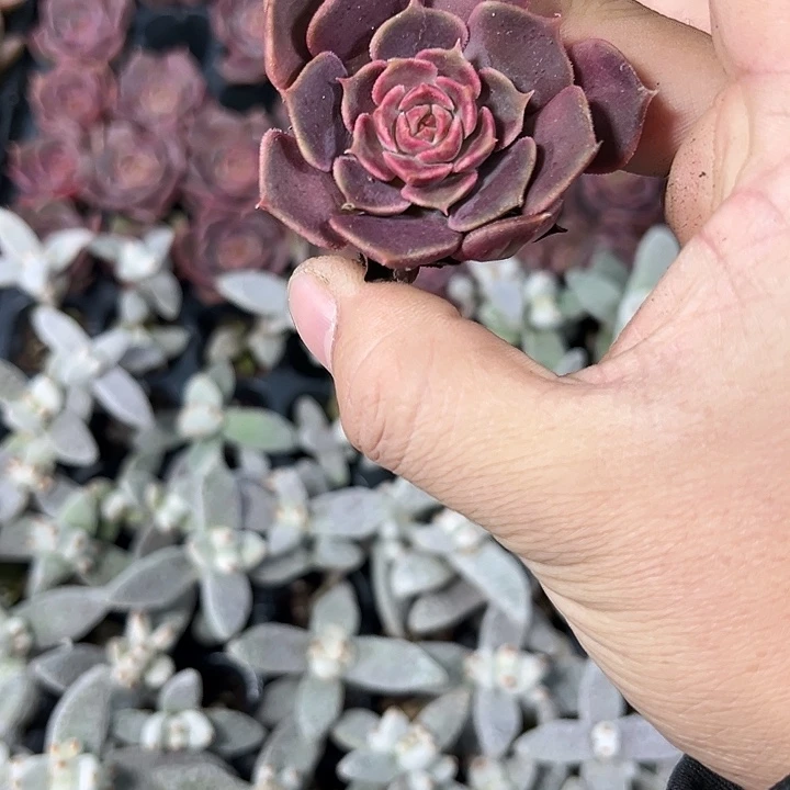 棕玫瑰 满10颗包邮