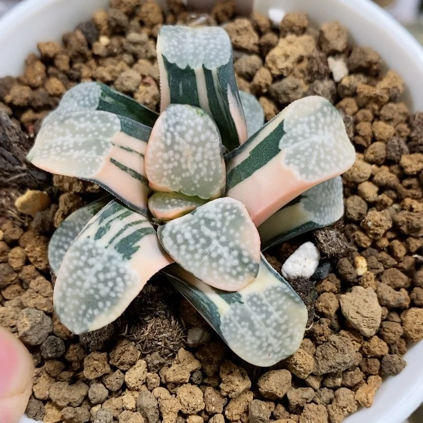 【闪购商品】229点点锦