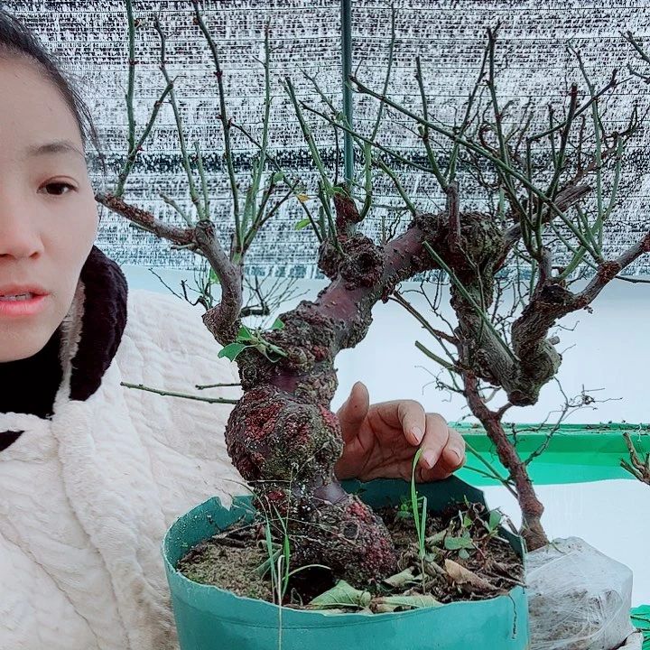 博***亿龙游梅老桩盆景花卉