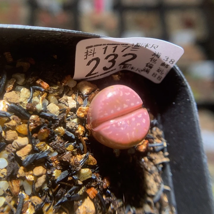 精品生石花117.232红橄榄