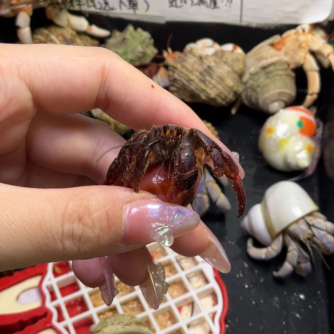4号断尖福利西非，2.1口西非寄居蟹