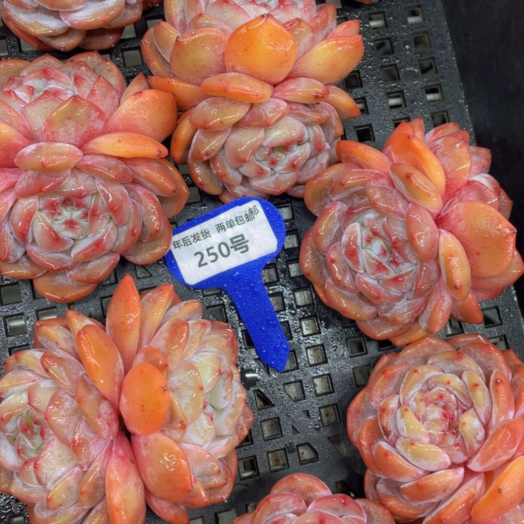 250号下播福利韩版橙梦露母本大双头两个