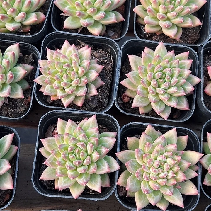 单头          甲骨文