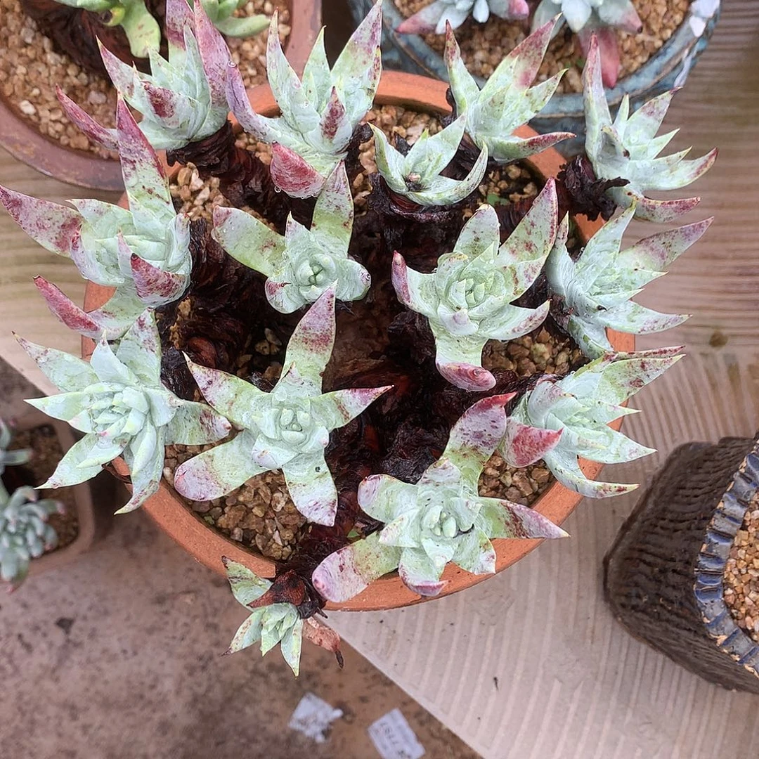 木***憨7850白衣圣徒仙女杯多肉