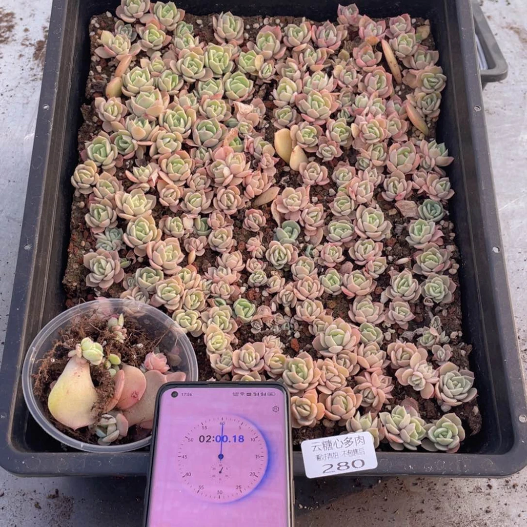 梦***-云糖心多肉植物280