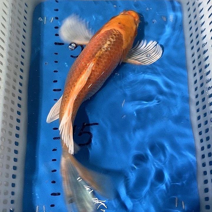 锦鲤锦鲤包邮包售后