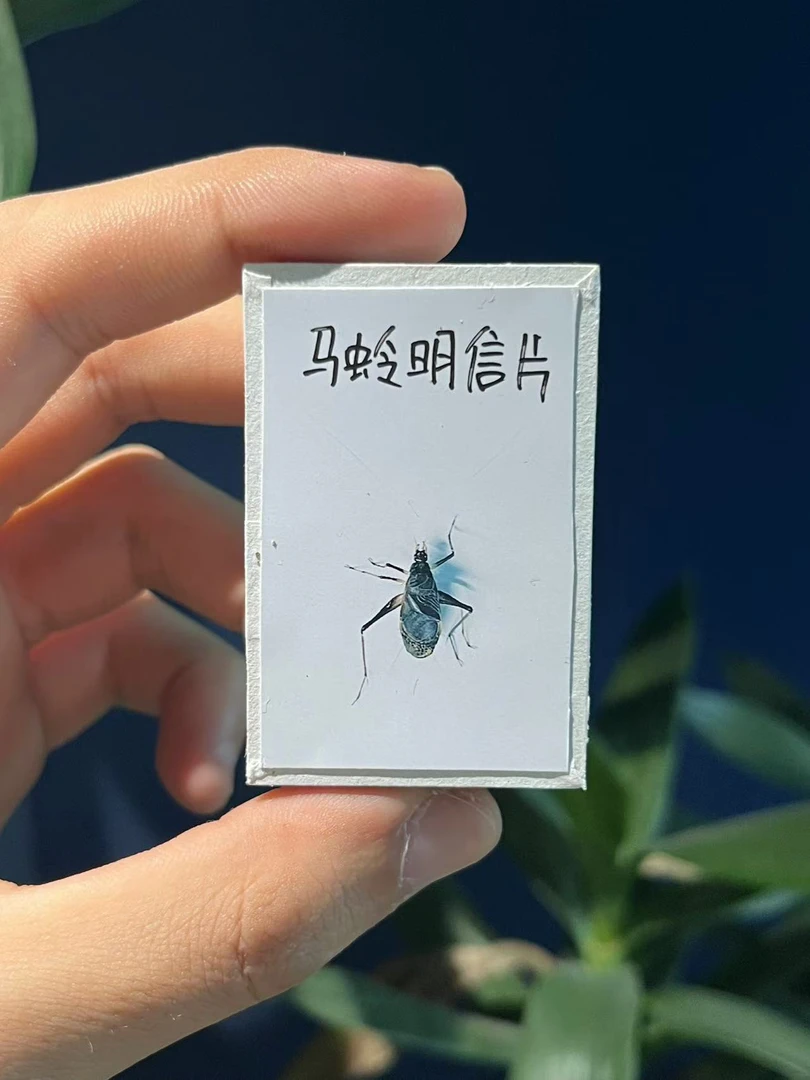 TIGER·马铃 竹蛉 黑孔雀各1只