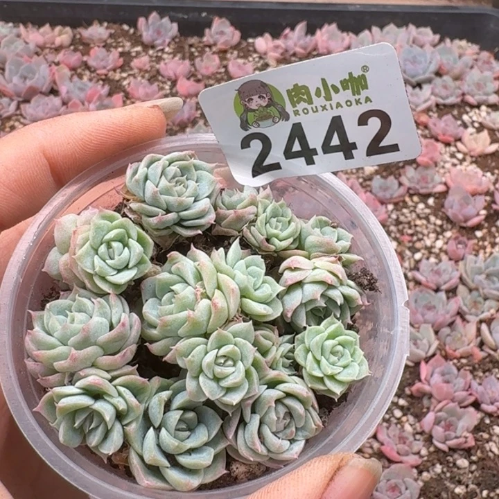 多肉植物多肉植物