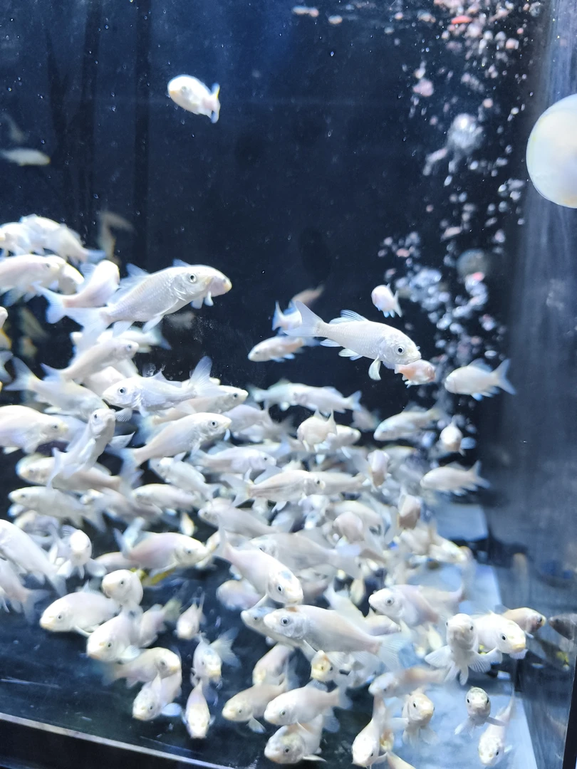 白色普身蝴蝶鲤冷水鱼好养耐活观赏鱼苗