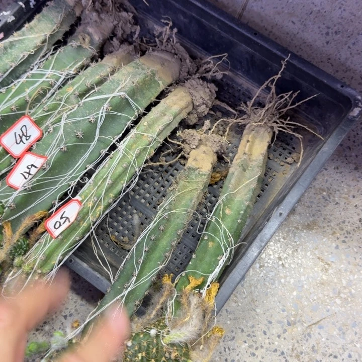 黑刺嫁接丽花脱土发货弯斑掰花