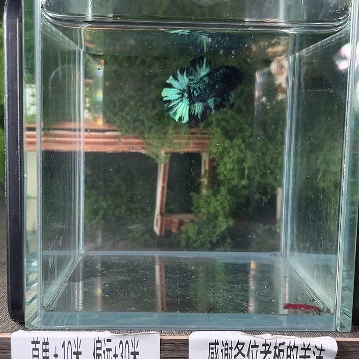 斗鱼活体不退不换谢谢