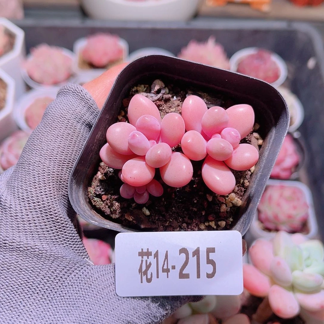 花14-215桃蛋双头