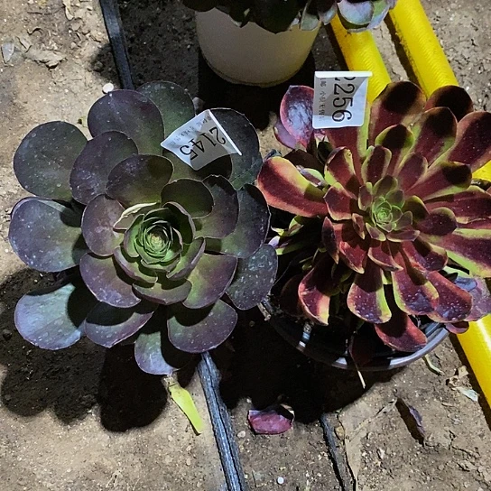 2145、2256魅金玫瑰欧嘉莉多肉2颗一组