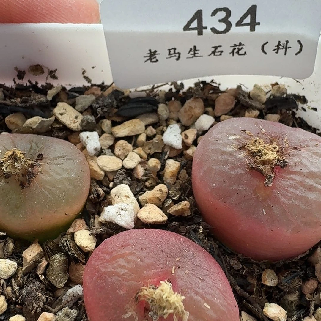 老马生石花吕氏红宝石434