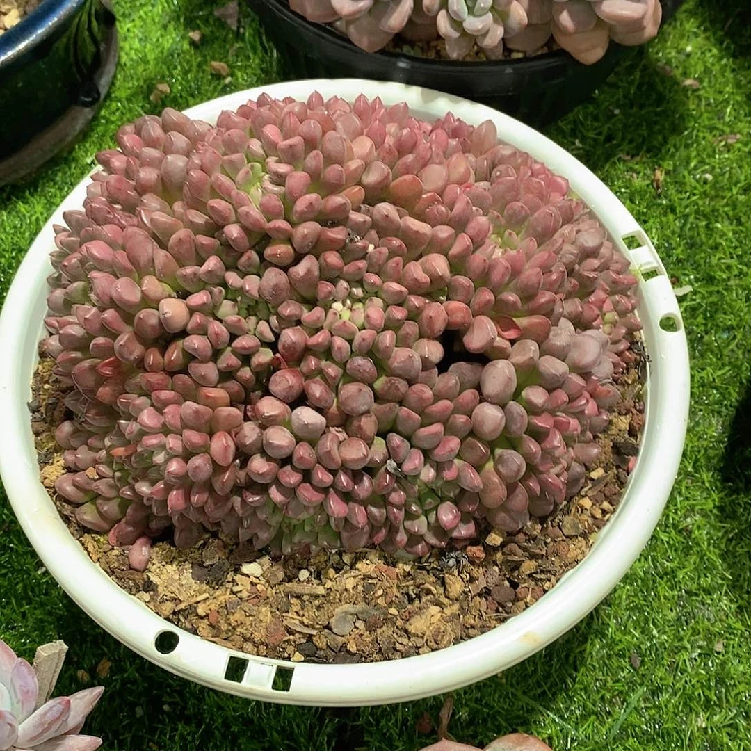 ****生宝石珍妮多肉植物