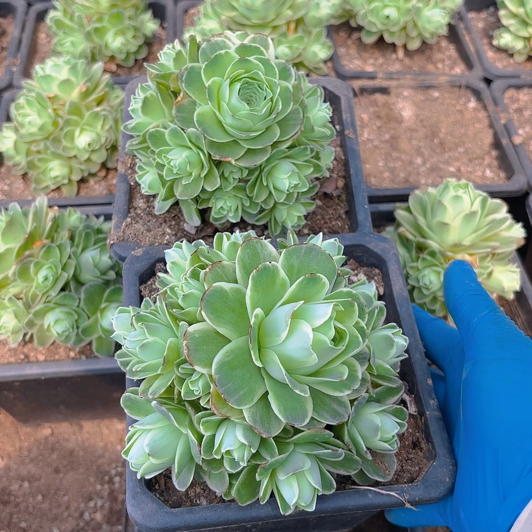 春晓多肉植物两颗