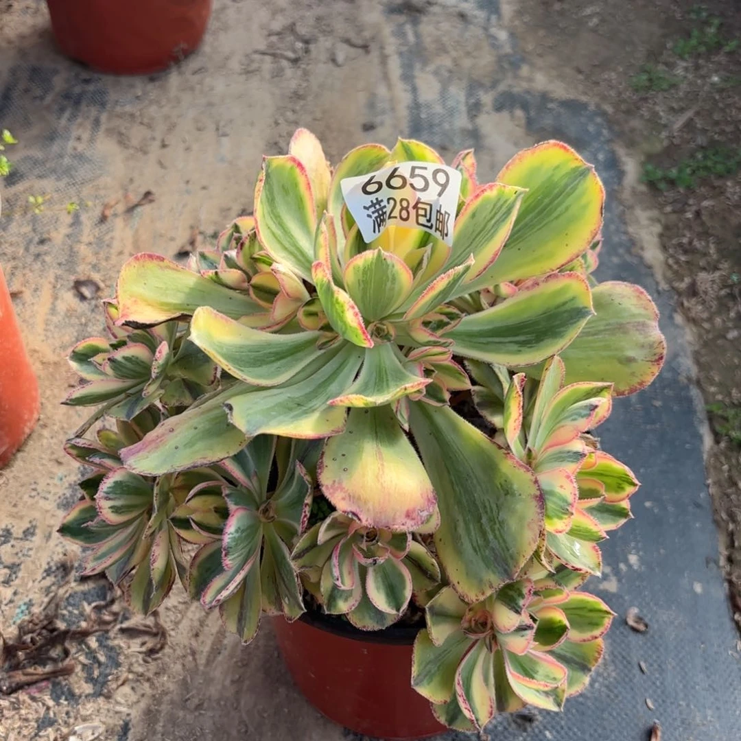 Q.  6659青花瓷多肉