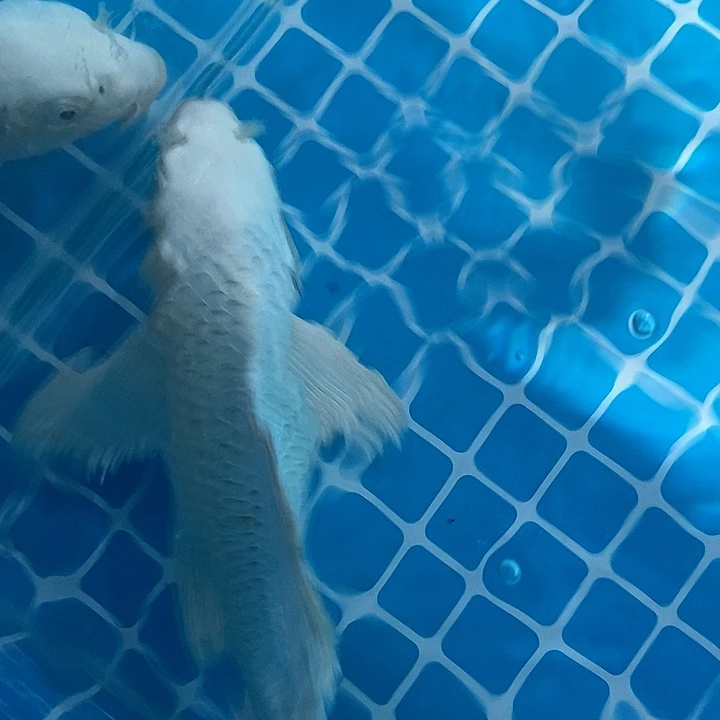 锦鲤锦鲤包邮包售后