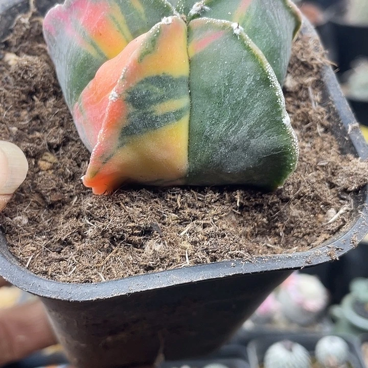 实生鸾凤玉锦一颗包邮福利一颗