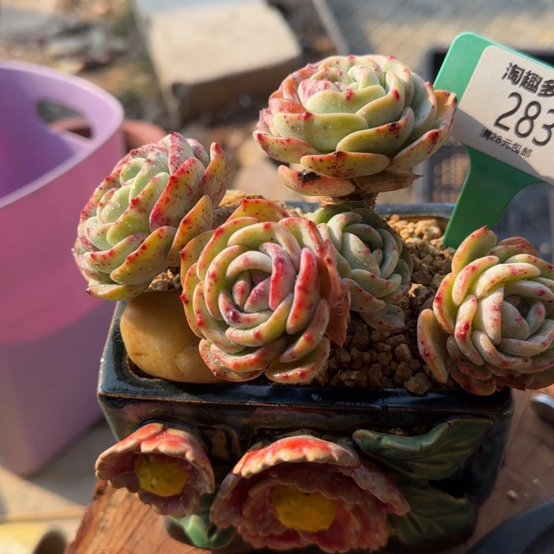 紫**儿多肉植物111111111