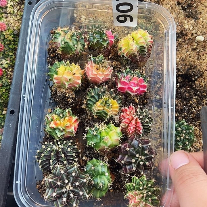 用***1当前无花栽培后可以开花907