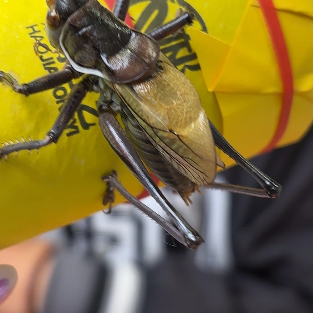 霸***裁蝈蝈蝈蝈福福价格