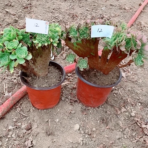 独****绿杨蓉缀玫瑰缀多肉植物12号