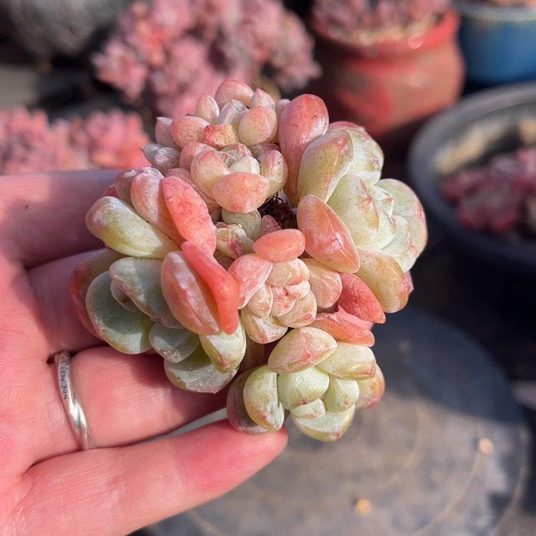 冰玉自然群生多头