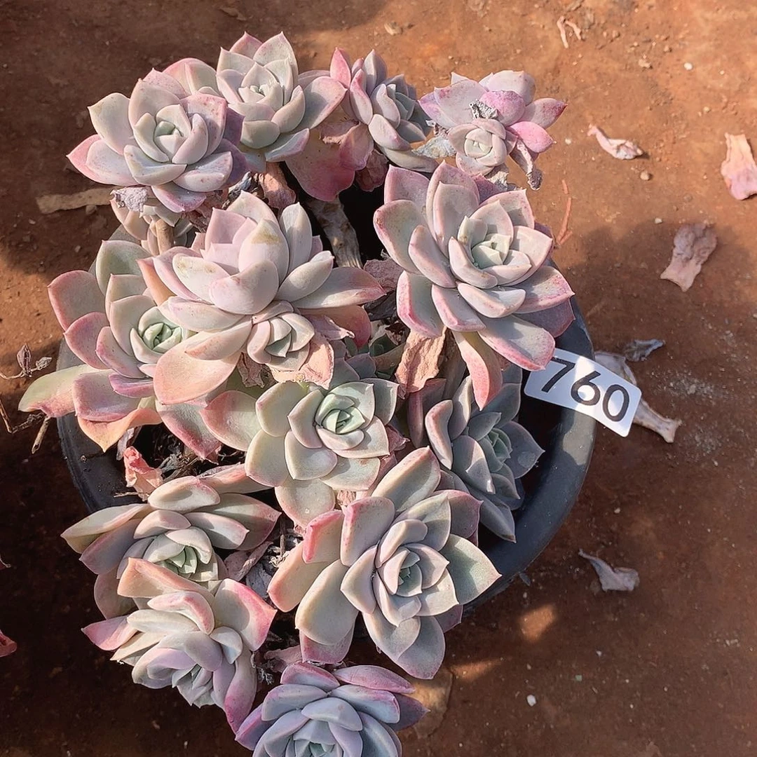 760哈利一物一拍多肉