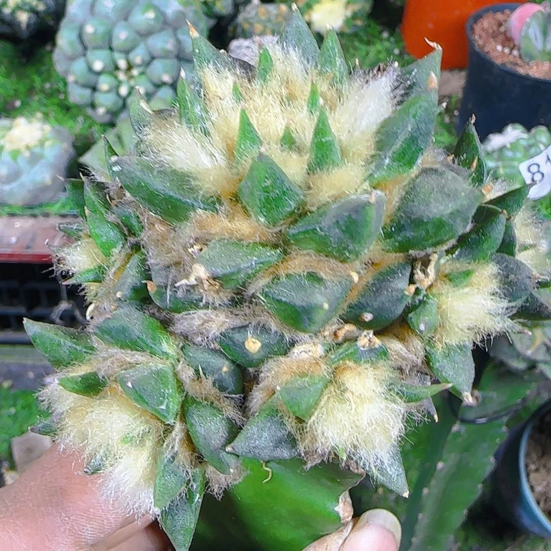 龙牙群头486仙人球