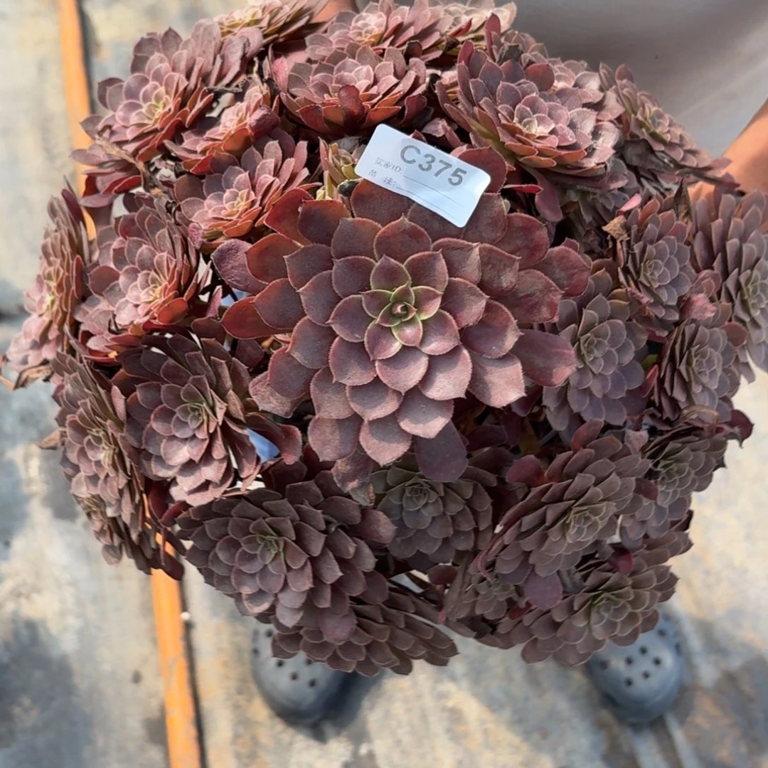 375黑铜鼓多肉植物发货