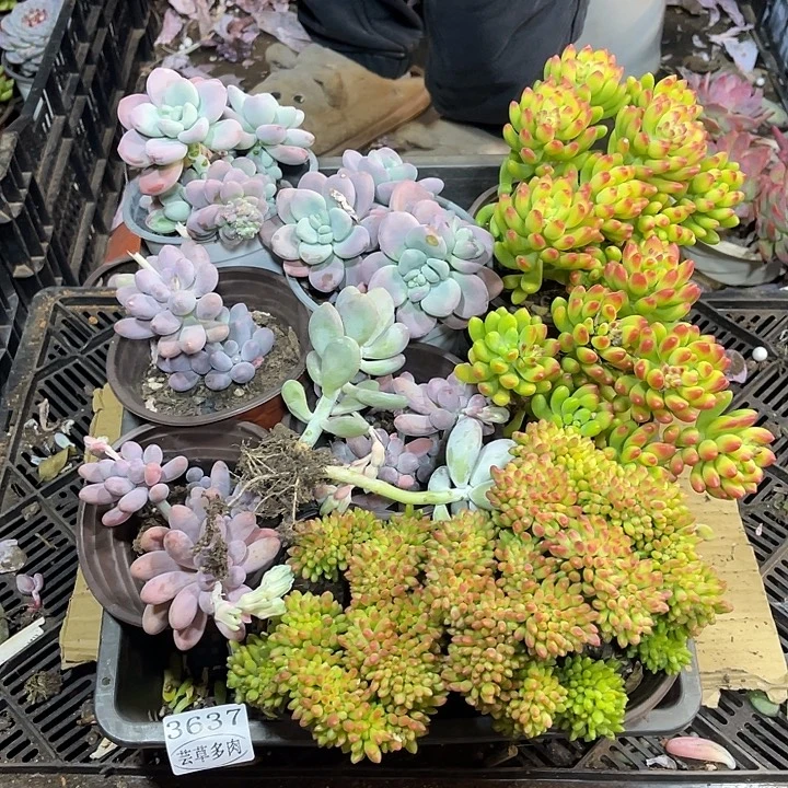 3637。整筐拍，微瑕，介意慎拍