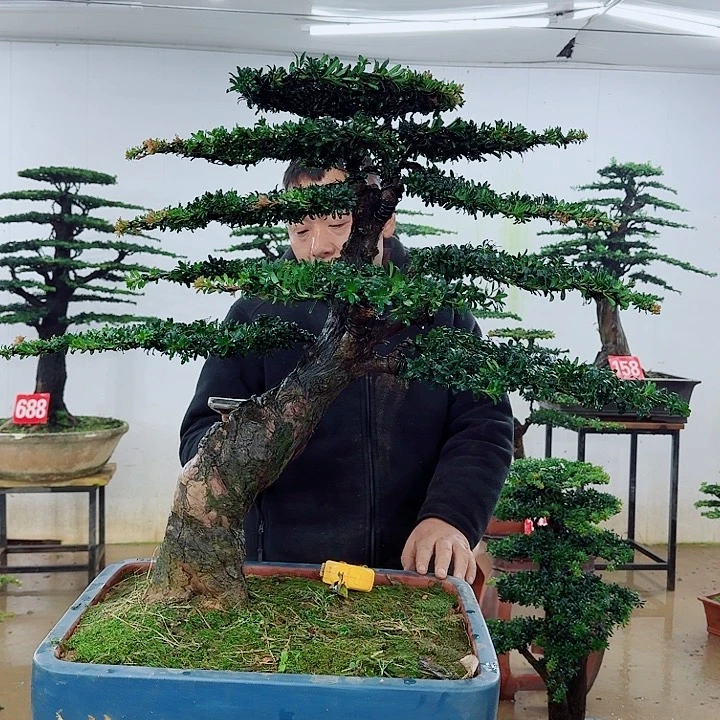完全开放盆景园林……