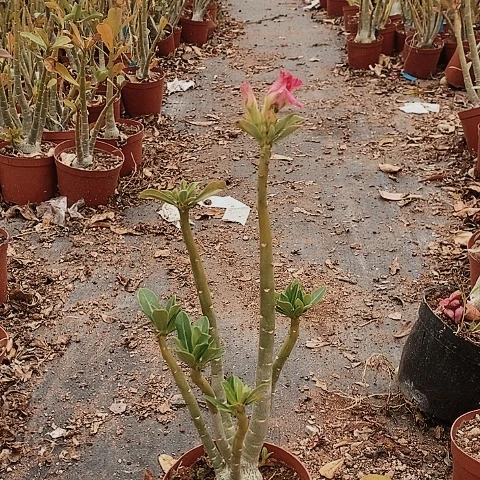 【闪购商品】Z****中绿植