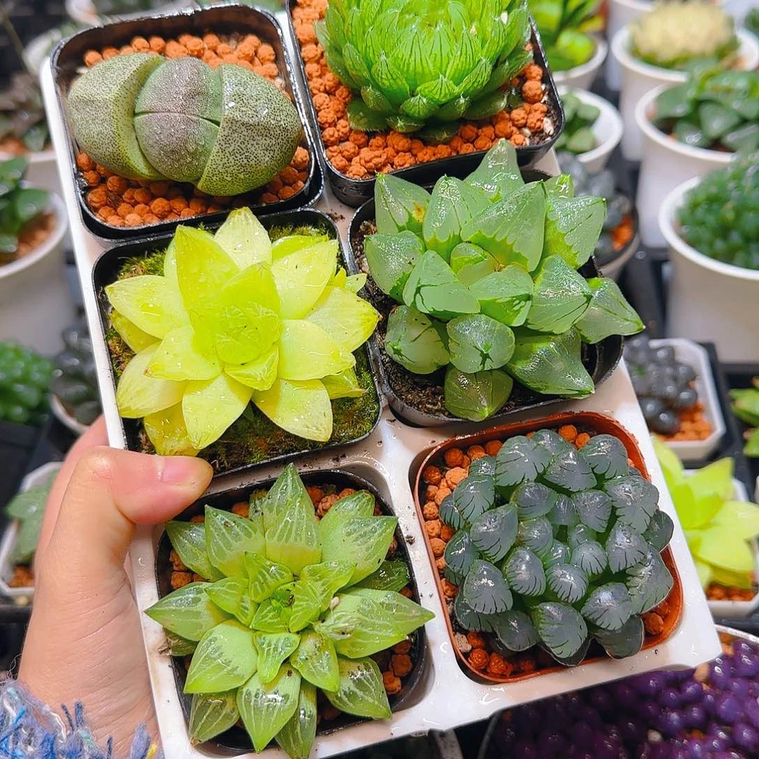 玉露六件套多肉，原盆