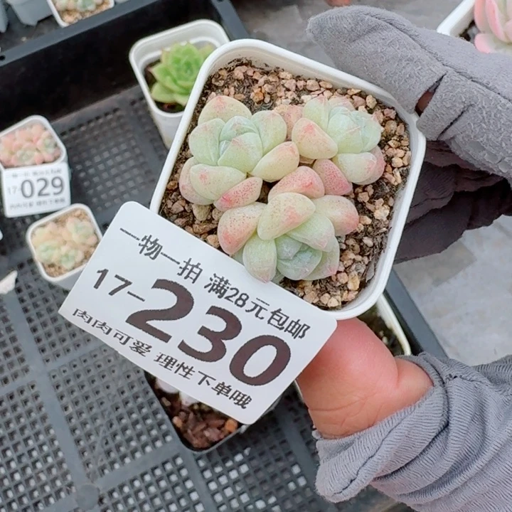 冰玉无盆土发货多肉多
