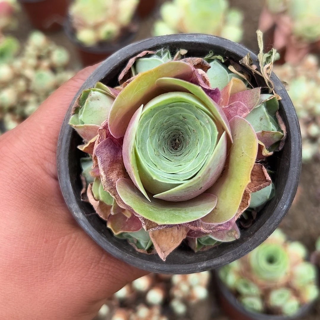 多肉植物多肉植物