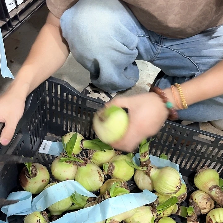 糖果仙女直径7公分左右进口球