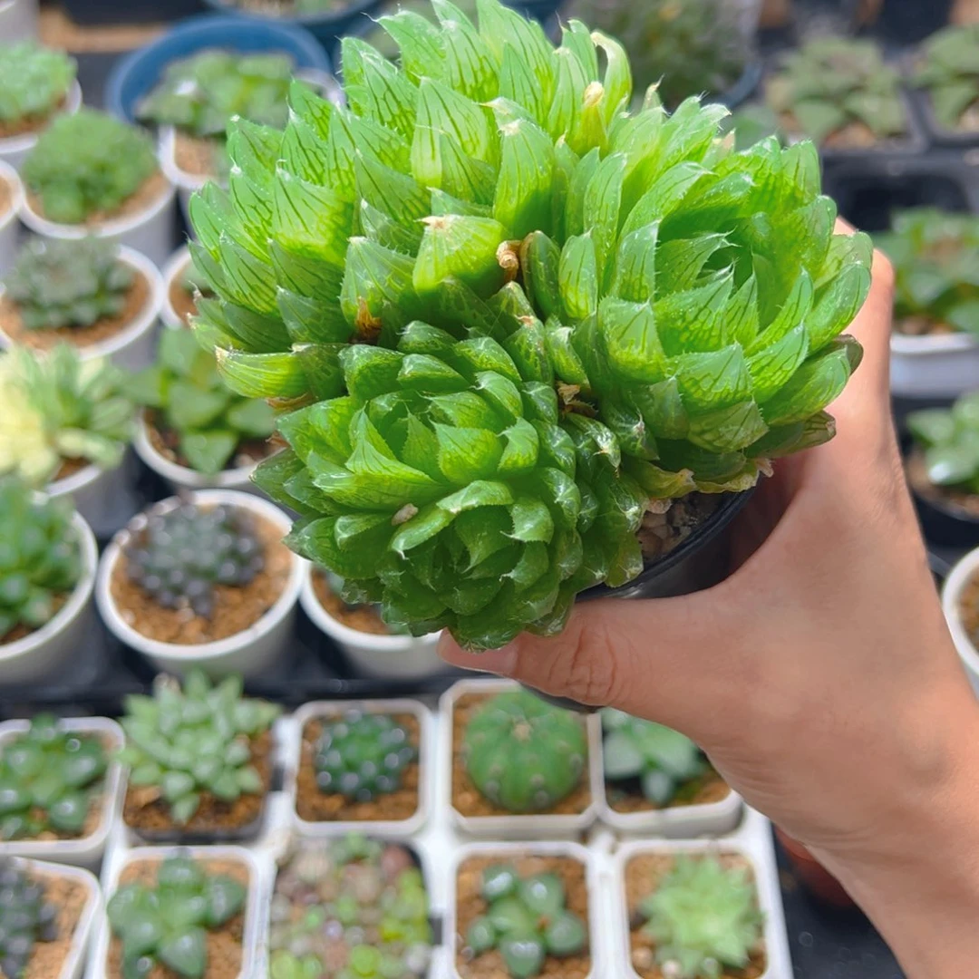 3795多肉植物一颗