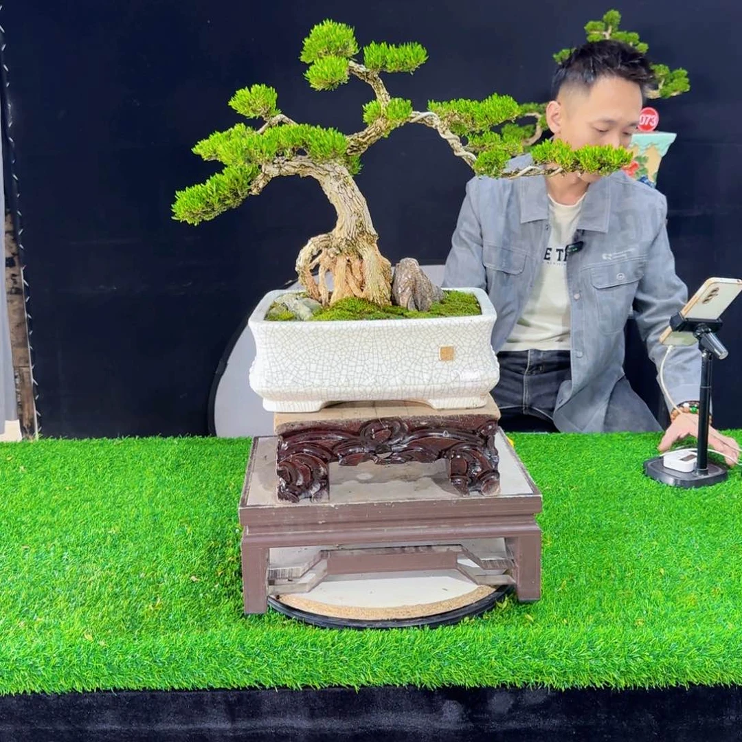 当前无花朵，栽培后可花朵