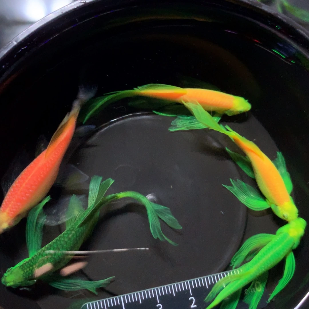 斑马鱼大号蝶翼斑马混搭5（4.5-5.5厘米）