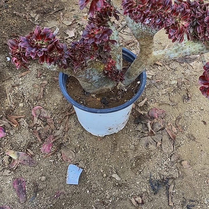 多肉植物香奈儿缀338