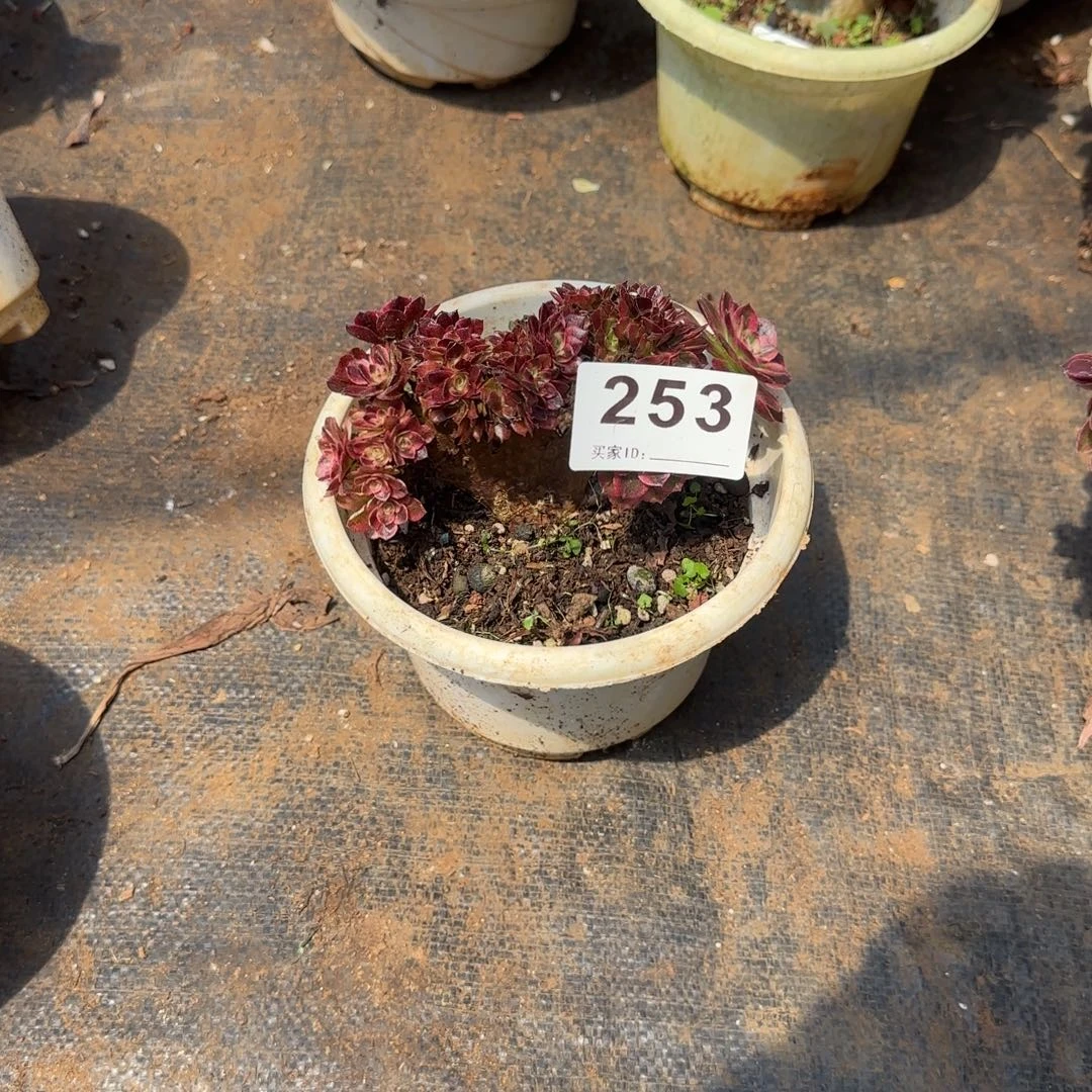 她****精品多肉植物0253
