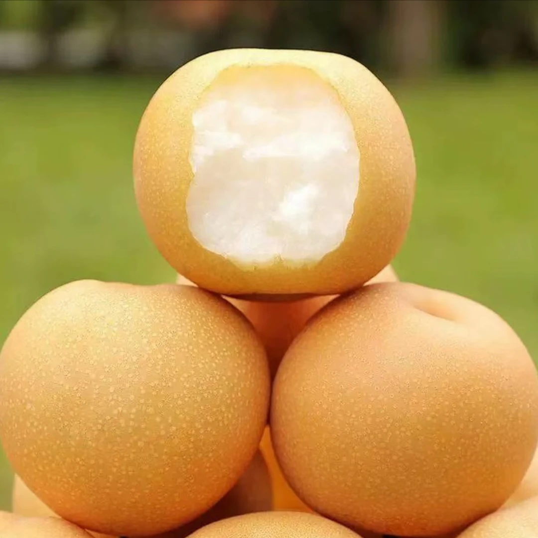 正宗秋月梨当季新鲜水果脆甜多汁皮薄冰糖蜜梨板栗新鲜