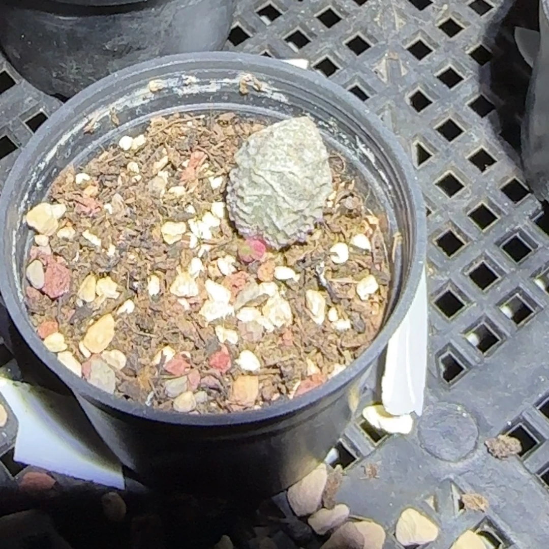 倒刺冰淇淋水泡多肉