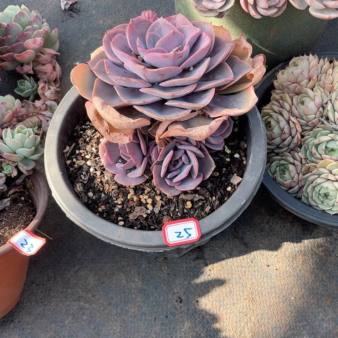 25尘埃玫瑰 一物一拍多肉