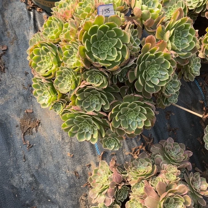 158粉花妖多肉植物法师